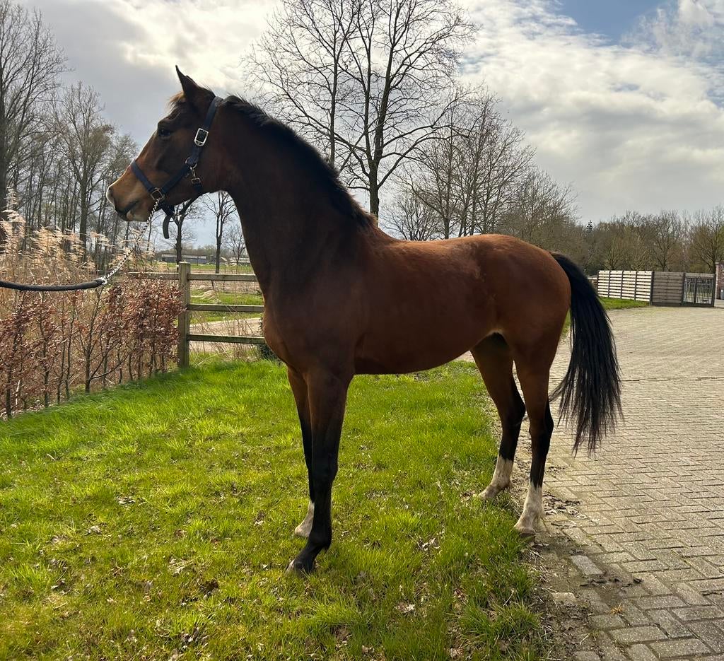 Goed bewegende 3j merrie, Animaux & Accessoires, Chevaux, Jument, Non dressé, Vermifugé