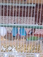 Deux dadines en or bleu prêts à élever (2023) — volière exté