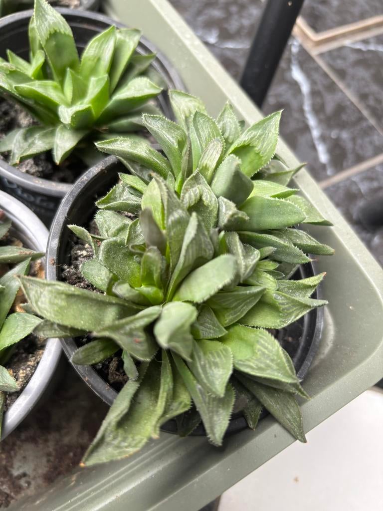 Haworthia retusa vetplant, Maison & Meubles, Plantes d'intérieur, Plante verte, Enlèvement, Plante succulente, Moins de 100 cm
