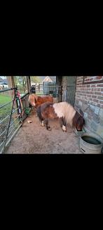 Shetland hengstje, Étalon