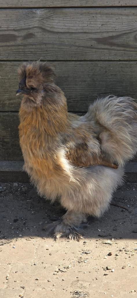 Zijdehoen Haantje, Dieren en Toebehoren, Mannelijk, Kip