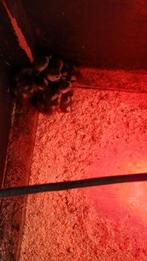 Keukens nijlgans tekoop, Dieren en Toebehoren