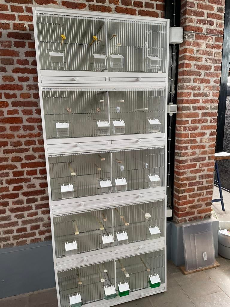 Kweekkooien, Dieren en Toebehoren, Ophalen, Zo goed als nieuw