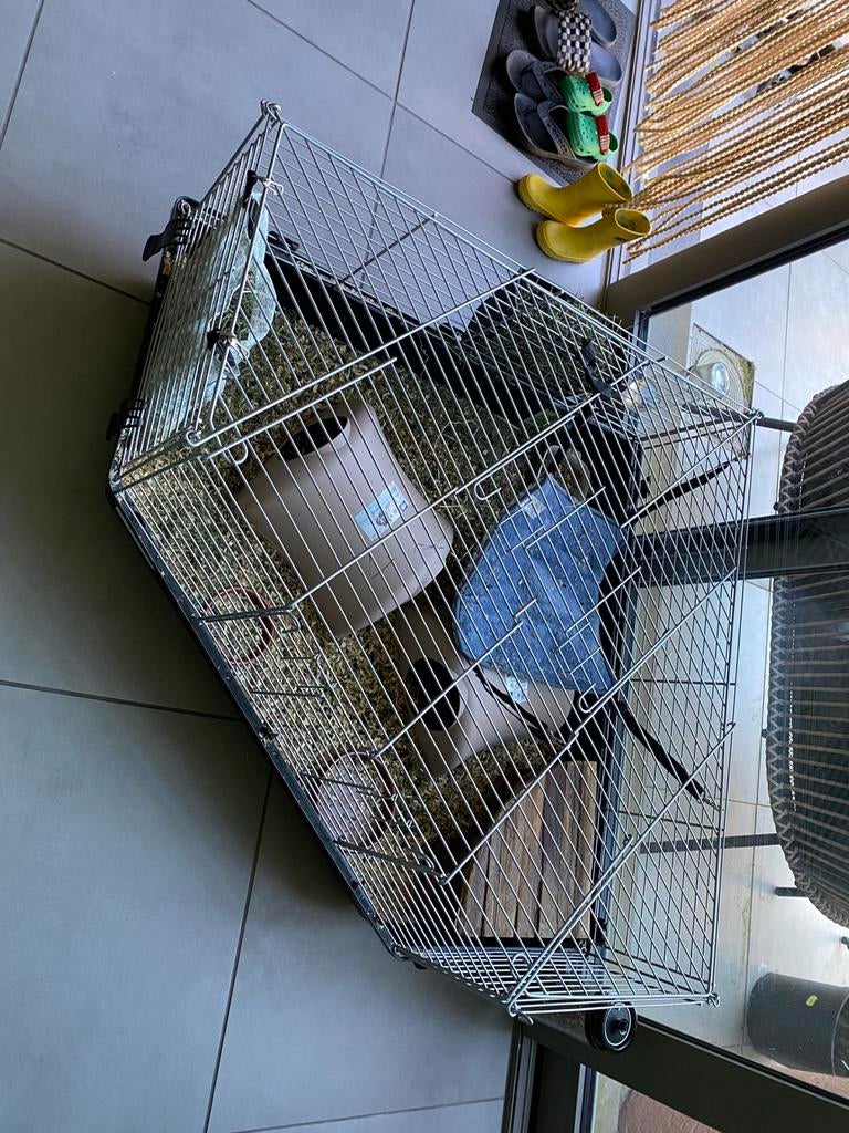 XL caviahok + 3 cavia’s, Enlèvement, Comme neuf, Niche, Cobaye