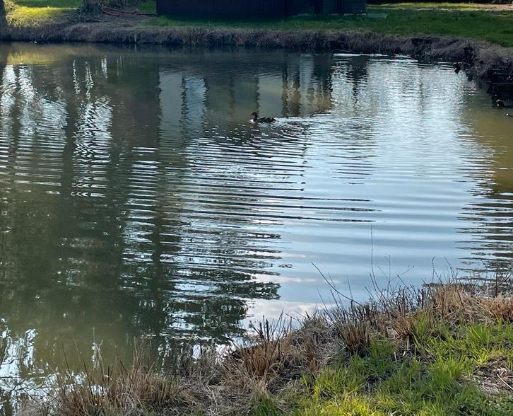 Chalet 13m op 4m, Immo, Buitenverblijven te koop