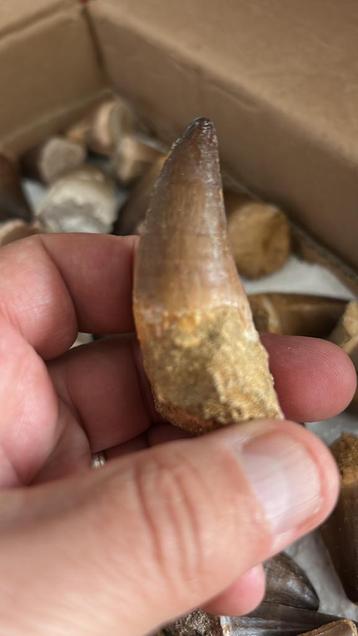 Mosasaurus-tanden: 2 voor 15, één voor 10 euro beschikbaar voor biedingen