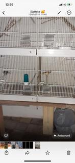 Couple d'arlequin canari, Enlèvement