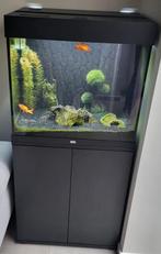 Juwel visbak, Dieren en Toebehoren, Ophalen