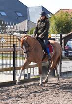 Quarterback merrie 16jaar, Merrie, Dressuurpaard, L, 11 jaar of ouder