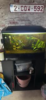 Aquarium 70 liter met planten en spullen en inwoners, Dieren en Toebehoren, Ophalen, Zo goed als nieuw, Gevuld zoetwateraquarium