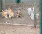 Cochin krielkippen, Dieren en Toebehoren