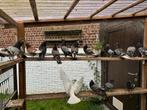 Pigeons., Animaux & Accessoires, Oiseaux | Pigeons