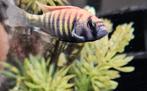 Pundamilia Neyererei victoria cichlide hobbykw kan malawi, Dieren en Toebehoren, Vissen | Aquariumvissen, Vis, Zoetwatervis