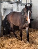 Ermitage en dourkhan hero merries, Dieren en Toebehoren, Paarden, Merrie