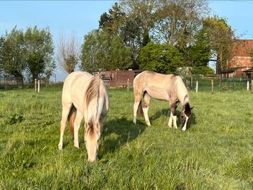 2  2jarige paint merries APHA beschikbaar voor biedingen