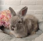 Ras zuivere Engelse Angora baby's, Dieren en Toebehoren