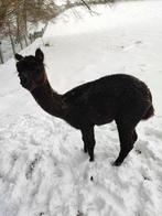 Alpaga, Dieren en Toebehoren, Mei, Mannelijk