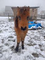 Super schattig mini veulen, Dieren en Toebehoren, Pony's, Gechipt, 0 tot 2 jaar, Hengst, A pony (tot 1.17m)