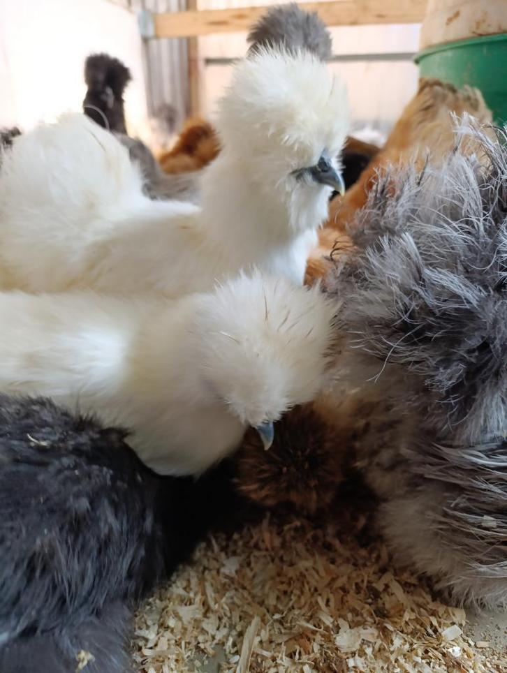 ZA / ZONDAG OPEN alle sierkippen 4+1 gratis 0499/082381, Dieren en Toebehoren, Pluimvee, Kip, Vrouwelijk