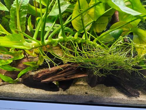 Anubias plant, Dieren en Toebehoren, Vissen | Aquaria en Toebehoren, Gebruikt, Plant(en), Steen of Hout, Ophalen