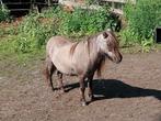 Mini merrytje, Dieren en Toebehoren, Pony's, Met stamboom