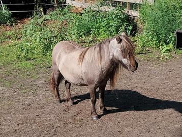 Mini merrytje 