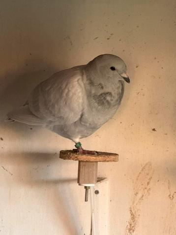 Belgische tentoonstellingsduiven, poederblauw beschikbaar voor biedingen