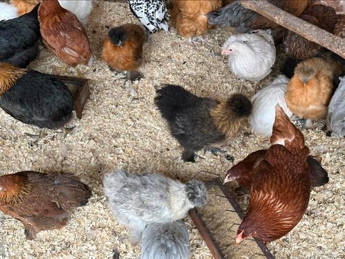 Sierkippen op pasen en paasmaandag, Dieren en Toebehoren, Pluimvee