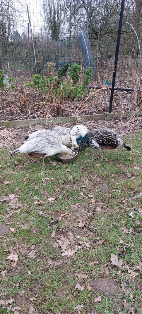 zwartvleugelpauwen, Dieren en Toebehoren, Pluimvee, Overige soorten, Meerdere dieren