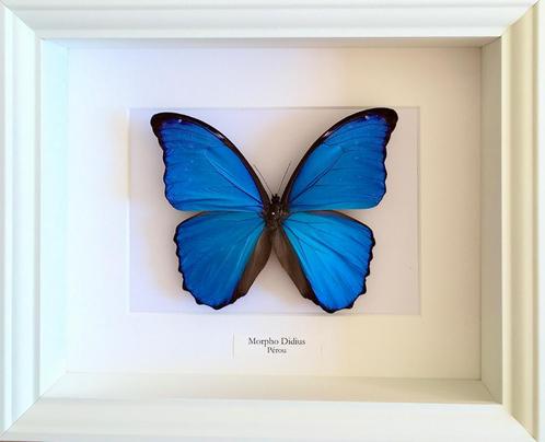 Véritable Papillon Morpho Didius naturalisé sous cadre blanc, Collections, Collections Animaux, Neuf, Animal empaillé, Insecte