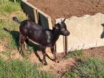 bokje, Dieren en Toebehoren, Schapen, Geiten en Varkens, Mannelijk, Geit, 0 tot 2 jaar