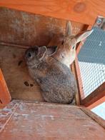 Dwergkonijn te koop, Dieren en Toebehoren, Konijnen, Meerdere dieren, Dwerg, 0 tot 2 jaar