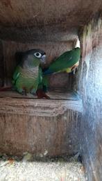 Pyrrhura split lutino, Dieren en Toebehoren, Geringd