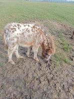 Ponny, Dieren en Toebehoren, Schapen, Geiten en Varkens