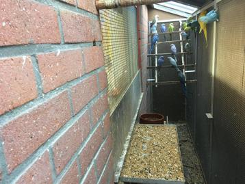 Te koop halsband parkieten + rose’ koppel beschikbaar voor biedingen