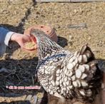 Te koop: Groothoender Wyandotte Zilver-Zwart haan, Dieren en Toebehoren, Meerdere dieren, Kip