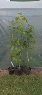 Tilia Pallida, Koningslinde., Overige soorten, Lente, 100 tot 250 cm, Ophalen