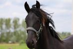 Arabo Friese merie veulen, Dieren en Toebehoren, Paarden