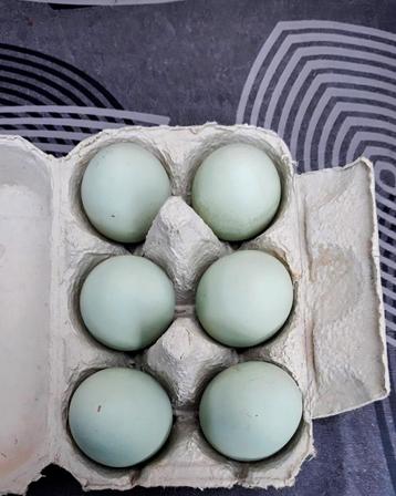 Blauwe broedeieren cream legbar beschikbaar voor biedingen