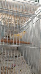 Canary Man 2025, Dieren en Toebehoren