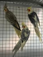 Valkparkieten, Dieren en Toebehoren