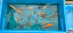 Koi Japan, Dieren en Toebehoren, Karper of Koi