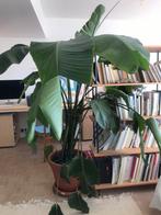 Strelitzia XL- 2 Meter height, Huis en Inrichting, Kamerplanten, Ophalen of Verzenden