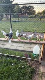 Afghan duiven, Dieren en Toebehoren