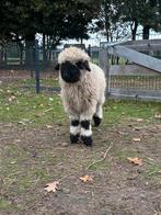 Walliser schwarznase ramlammetje, Dieren en Toebehoren, Mannelijk, Schaap, 0 tot 2 jaar