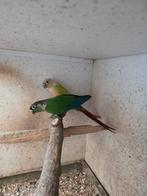 Perruas koppels te koop