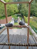 Duiven te koop, Meerdere dieren, Overige soorten