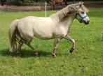 Ervaren men/rijpony, Tuigpony, 7 tot 10 jaar, A pony (tot 1.17m)