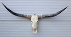 Grote schedel TEXAS STYLE LONGHORN 154 cm - ref. C, Collections, Collections Animaux, Enlèvement, Neuf, Animal de ferme, Crâne