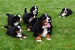 Berner Sennen pups te koop - Beide ouders aanwezig, CDV (hondenziekte), Meerdere, 8 tot 15 weken, Sennenhond